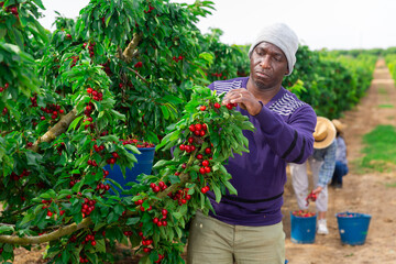 African skilled worker working at cherry garden.