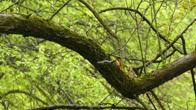 Black and white warbler bird actively jumping on tree branch, forestry background