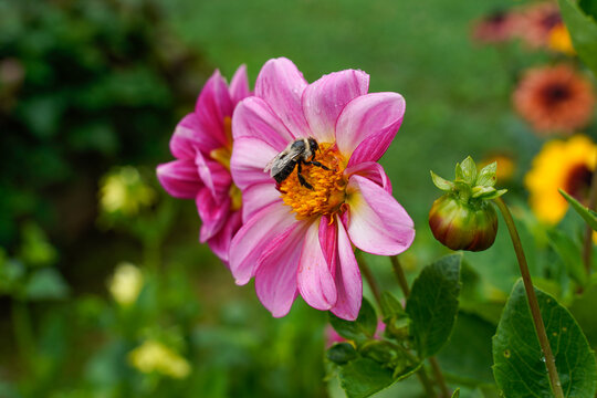 Bumblebee on the center of a pink and white dahlia flower that is growing in a flower garden. Flowers fill the photo.