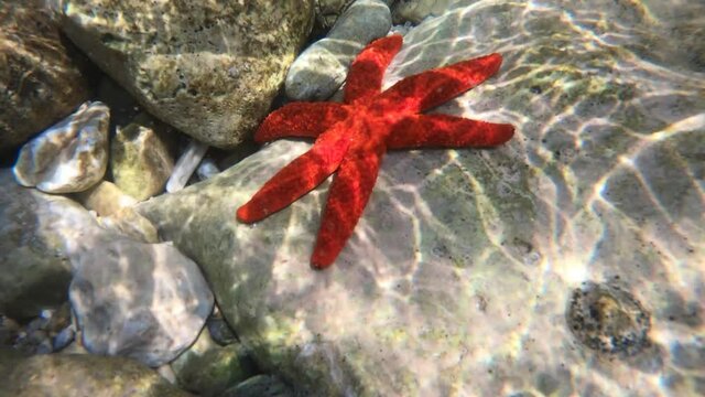 Red sea star (Fromia nodosa) underwater on the bottom of the sea. Starfish.