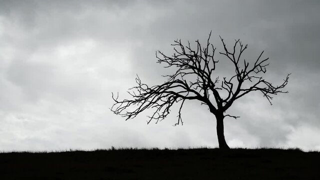 Time lapse silhouette of a barren tree against fast moving storm clouds 4K