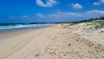 A Couple of Sea Gulls on the Sand at a Beach in Yamba