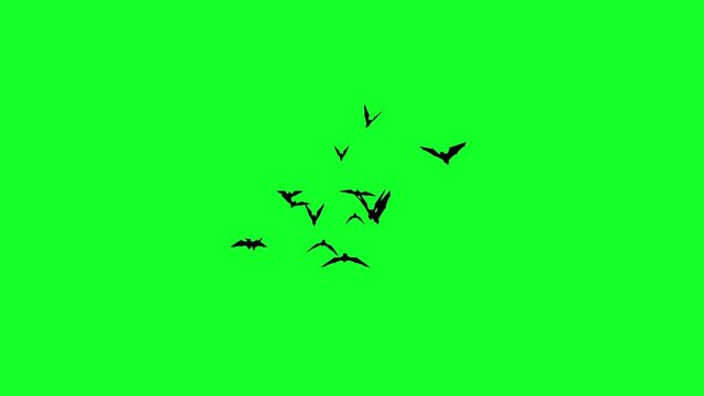 green screen bat animation, video overlay