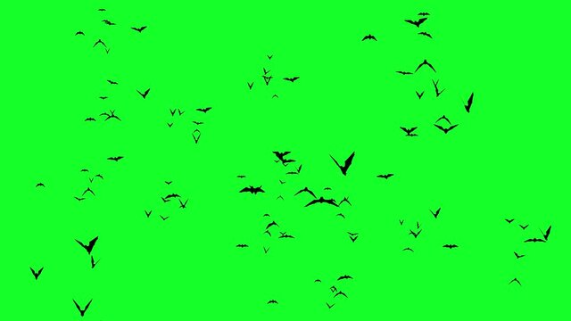 swarm animation or large batch of green screen bats, video overlay