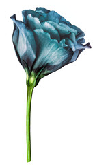 Turquoise rose flower  on white isolated background with clipping path. Closeup. For design. Nature.