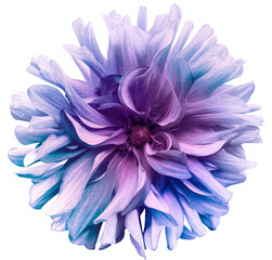 Purple-blue   dahlia   flower  on white isolated background with clipping path. Closeup. For design. Nature.