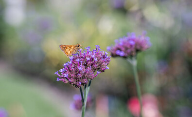 Obraz premium Moth on a flower in a pollinator garden 