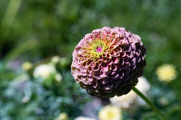 Blooming dahlia in the garden
