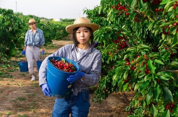 Asian female farmers picking cherry at the orchard