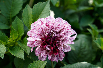 Unique two toned dahlia flower growing in a flower garden. Speckled white and purple with several all purple flowers.