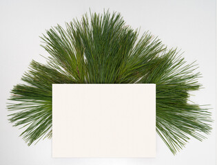 Blank card with pine tree sprigs
