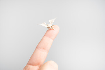 White silk moth on a finger