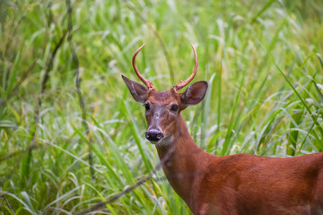 young male deer in the grass
