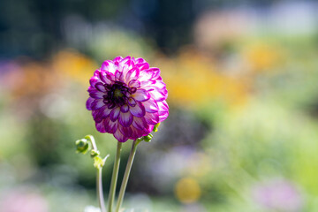Chrysanthemum in the garden