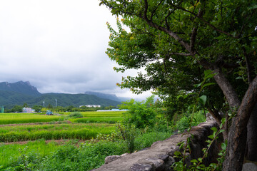 summer landscape field