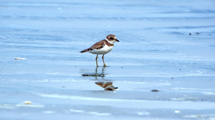 Ruddy turnstone (Arenaria interpres) on the beach in Las Penas, Ecuador
