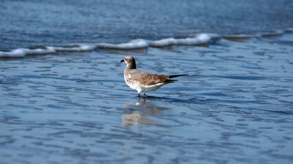 Obraz premium Laughing gull (Leucophaeus atricilla) wading on the beach in Las Penas, Ecuador