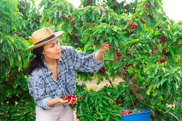 Portrait of an asian female farmer picking cherry at the farm