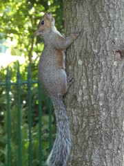 squirrel on a tree