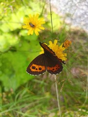 butterfly on flower