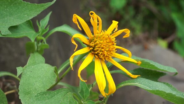 Mexican sunflower (Tithonia diversifolia) with a natural background. Also, use as herbal medicine for diabetes