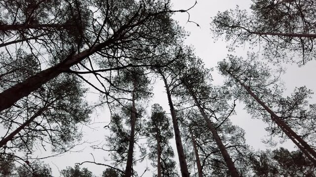 Estonia, Lahemaa National Park, Viru Raba Vaatetorn, trees and branches forming a silhouette with the sky in the background.