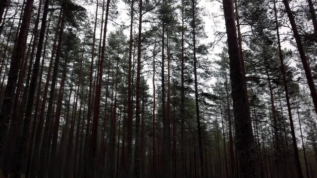 Estonia, Lahemaa National Park, Viru Raba Vaatetorn, nature and trees by end of the tourist path.