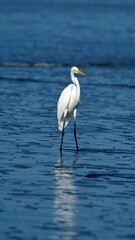 Great egret (Ardea alba) on the beach in Las Penas, Ecuador