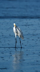 Great egret (Ardea alba) on the beach in Las Penas, Ecuador