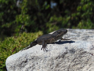 lizard on the rock