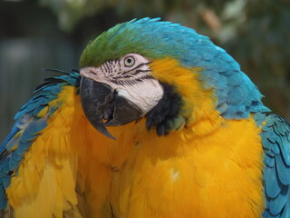 blue and yellow macaw