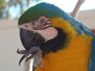 blue and yellow macaw