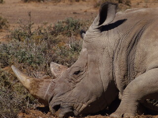 rhino in the wild