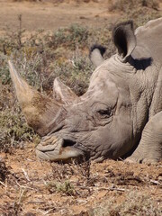 rhino head