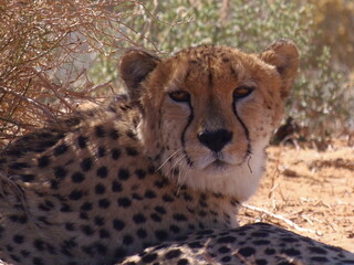 cheetah in the grass