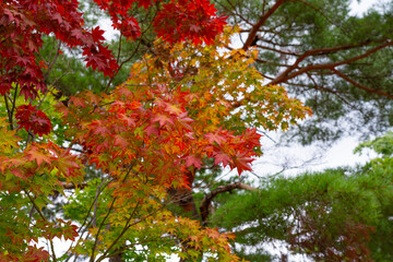 red maple tree red maple leaves