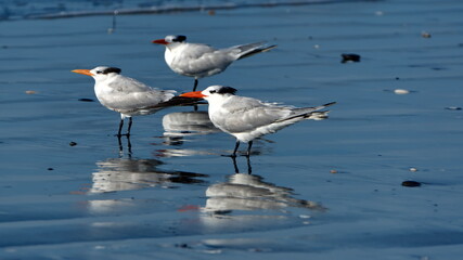Flock of royal terns (Thalasseus maximus) on the beach in Las Penas, Ecuador