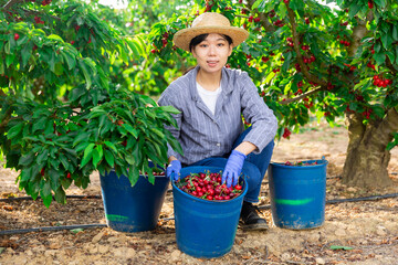 Positive korean female gardener posing after harvesting of cherries with team of workers in fruit garden
