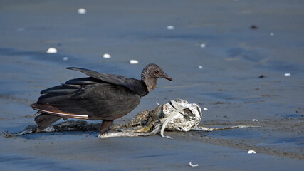 Black vulture (Coragyps atratus) eating carrion on the beach in Las Penas, Ecuador