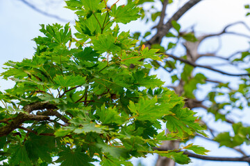 Fototapeta premium Close-up Of Leaves Growing On Tree
