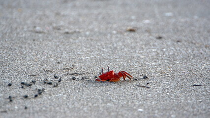 Sally lightfoot crab going into a hole on the beach in Las Penas, Ecuador