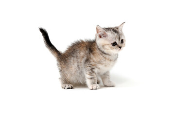 Gray fluffy purebred kitten stands on a white isolated background