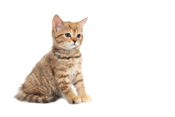 ginger striped purebred cat sitting on white isolated background
