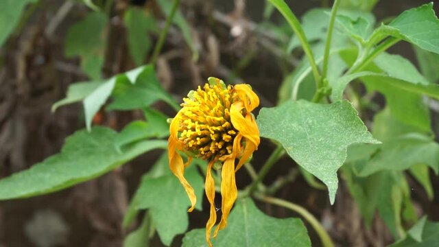Mexican sunflower (Tithonia diversifolia) with a natural background. Also, use as herbal medicine for diabetes