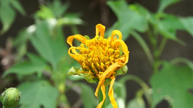 Mexican sunflower (Tithonia diversifolia) with a natural background. Also, use as herbal medicine for diabetes