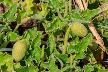 Green plant of the squirting cucumber or exploding cucumber (Ecballium elaterium)