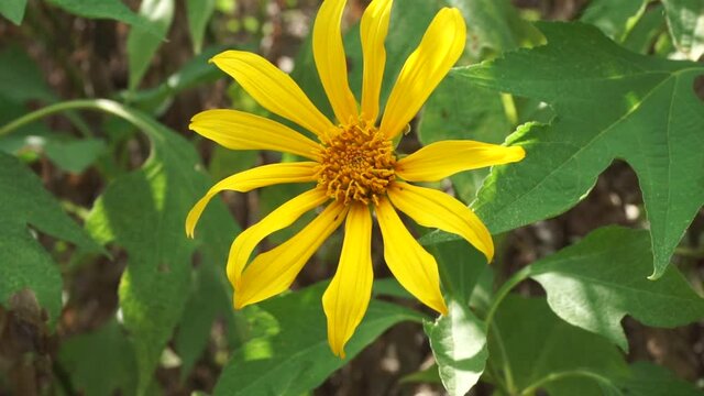 Mexican sunflower (Tithonia diversifolia) with a natural background. Also, use as herbal medicine for diabetes