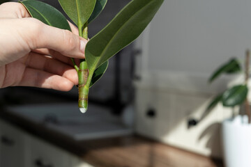 ficus cuttings. Breeding potted plants. Ficus elastica.