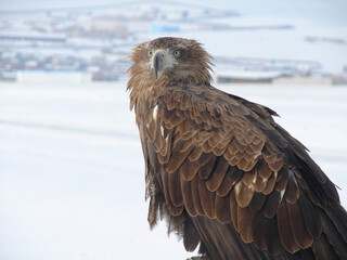 Predatory Mongolian eagle close-up on the background of a winter landscape
