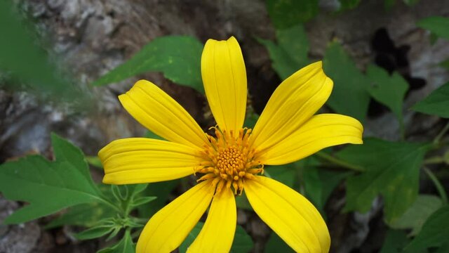 Mexican sunflower (Tithonia diversifolia) with a natural background. Also, use as herbal medicine for diabetes